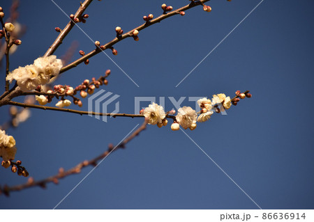 青空を背景に咲く早春の白梅 86636914