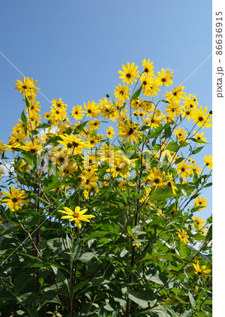 天然のインシュリンと言われる菊芋の花 86636915