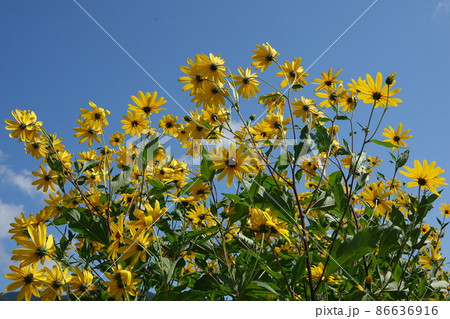 天然のインシュリンと言われる菊芋の花 86636916