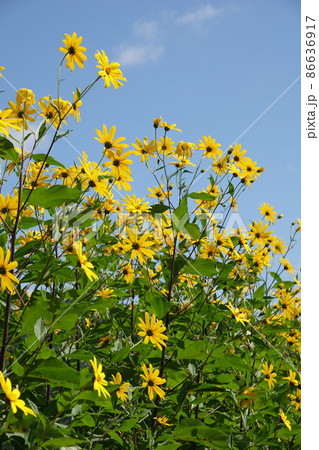 天然のインシュリンと言われる菊芋の花 86636917