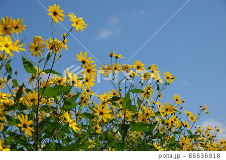 天然のインシュリンと言われる菊芋の花 86636918