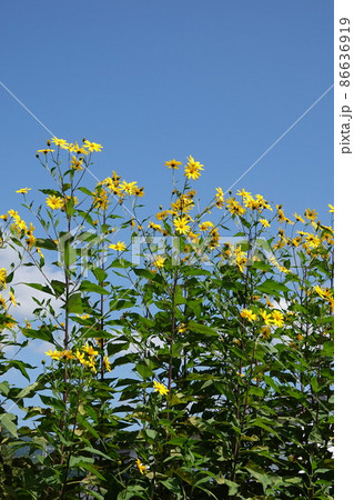 天然のインシュリンと言われる菊芋の花 86636919