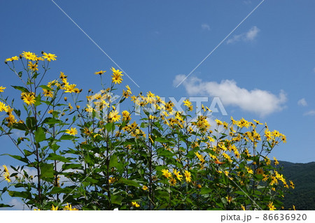 天然のインシュリンと言われる菊芋の花 86636920