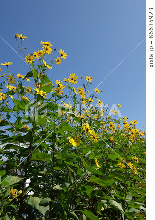 天然のインシュリンと言われる菊芋の花 86636923