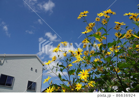 天然のインシュリンと言われる菊芋の花 86636924