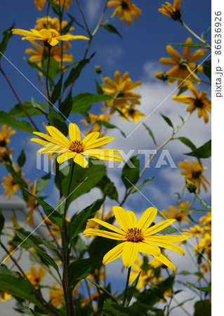 天然のインシュリンと言われる菊芋の花 86636926