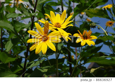 天然のインシュリンと言われる菊芋の花 86636927