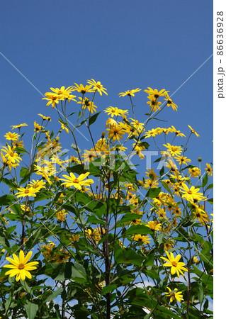 天然のインシュリンと言われる菊芋の花 86636928