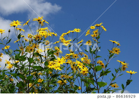 天然のインシュリンと言われる菊芋の花 86636929