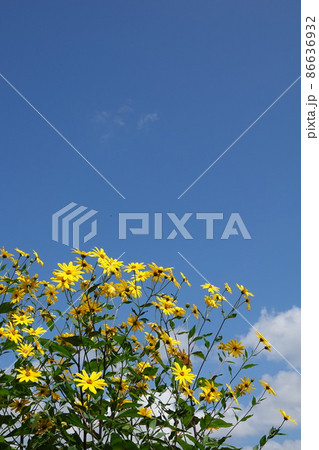 天然のインシュリンと言われる菊芋の花 86636932