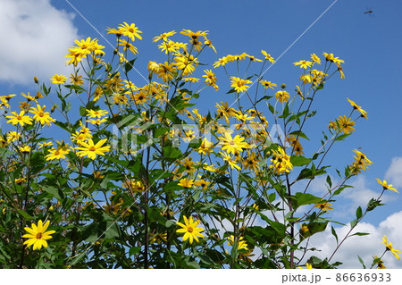 天然のインシュリンと言われる菊芋の花 86636933