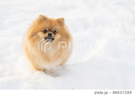 Young fluffy clean pomeranian Spitz pet dog on white clean snow in a city park Young fluffy clean pomeranian Spitz pet dog on white clean snow in a city park 86637289