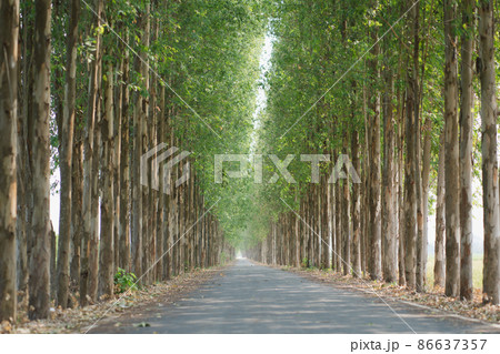country road with eucaliptus at both side in spring season country road with eucaliptus at both side in spring season 86637357