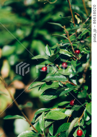 Red honeysuckle bush, perennial plant Gardening 86638020