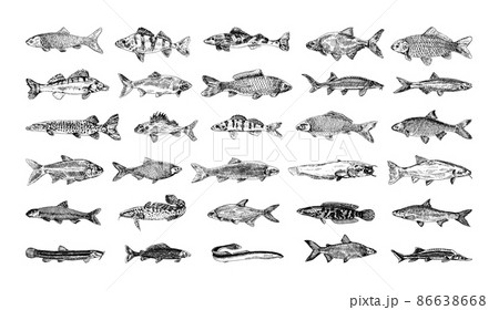 Collection of monochrome illustrations of freshwater fish in sketch style. Hand drawings in art ink style. Black and white graphics. 86638668