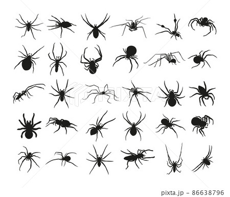 Collection of black silhouettes of spiders of different species. Illustrations on a white background. Collection of black silhouettes of spiders of different species. Illustrations on a white background. 86638796
