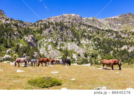 Summer landscape in La Cerdanya, Pyrenees mountain with mountain horses, Catalonia, Spain. Summer landscape in La Cerdanya, Pyrenees mountain with mountain horses, Catalonia, Spain. 86640276