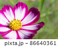 花弁が美しいコスモス 86640361