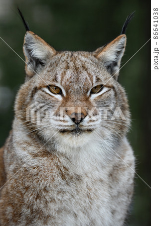 Lynx portrait in the summer time. Wildlife scene from nature Lynx portrait in the summer time. Wildlife scene from nature 86641038