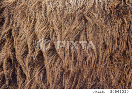 Highland Cattle pattern design. Real fur texture. Animal print pattern tile background Highland Cattle pattern design. Real fur texture. Animal print pattern tile background 86641039
