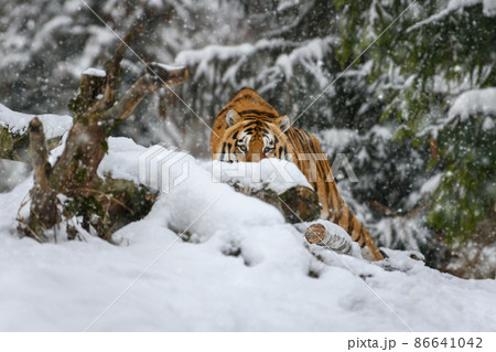 tiger looks out from behind the trees into the camera. Tiger snow in wild winter nature 86641042