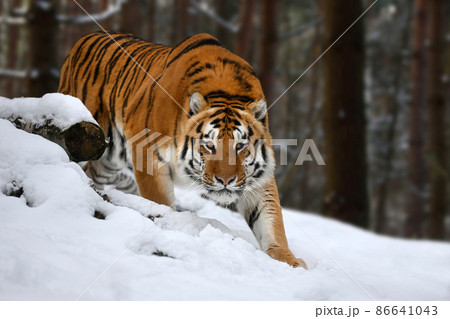 tiger looks out from behind the trees into the camera. Tiger snow in wild winter nature 86641043