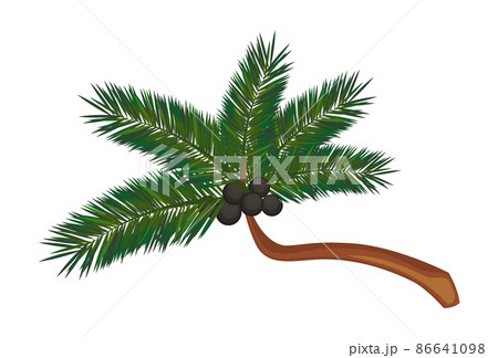 Realistic green palm isolated on white background - Vector 86641098