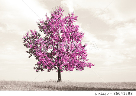 Beautiful abstract lonely tree with amzing pink leaves on a meadow. Sepia toned image with selective color modified image perfect for trendy home interior decoration. 86641298