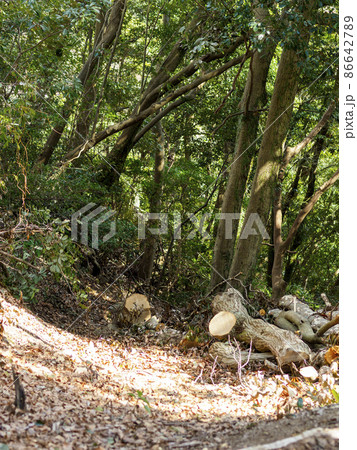 落葉の敷き詰められた山道 落葉の敷き詰められた山道 86642789