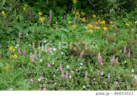中国　四川省　四姑娘山鎮　海子溝に咲くキク科メタカラコウ属　Ligularia tongolensi 86643022