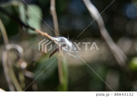 テイカカズラの種 86643132