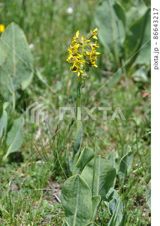 中国 青海省 達日県 査郎寺に咲くキク科メタカラコウ属 Ligularia virgaurea 中国 青海省 達日県 査郎寺に咲くキク科メタカラコウ属 Ligularia virgaurea 86643217