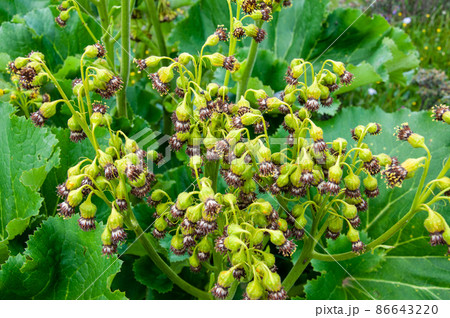 中国　四川省　黒水県　羊拱山峠に咲くキク科メタカラコウ属　Ligularia fischeri  86643220