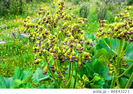 中国 四川省 黒水県 羊拱山峠に咲くキク科メタカラコウ属 Ligularia fischeri 中国 四川省 黒水県 羊拱山峠に咲くキク科メタカラコウ属 Ligularia fischeri 86643221