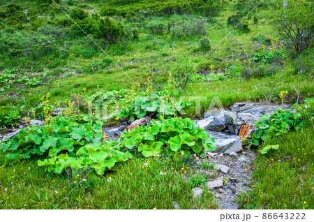 中国　四川省　黒水県　羊拱山峠に咲くキク科メタカラコウ属　Ligularia fischeri  86643222