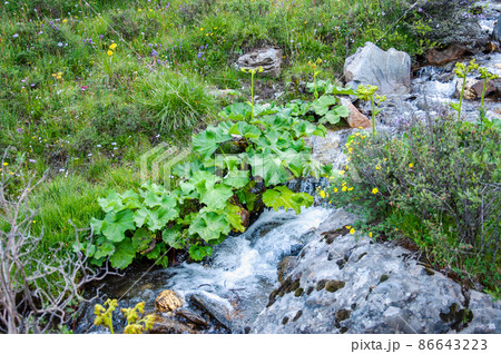 中国　四川省　黒水県　羊拱山峠に咲くキク科メタカラコウ属　Ligularia fischeri  86643223