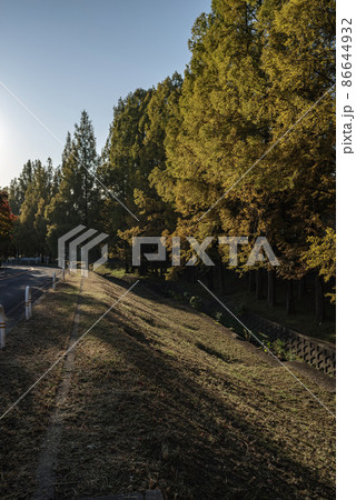 秋・朝日とメタセコイア並木 秋・朝日とメタセコイア並木 86644932