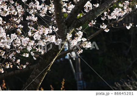 暗い背景の中の満開の桜 暗い背景の中の満開の桜 86645201