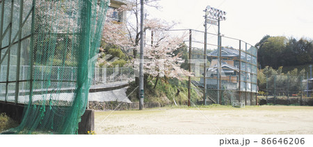 校庭の桜 入学式・卒業式 86646206