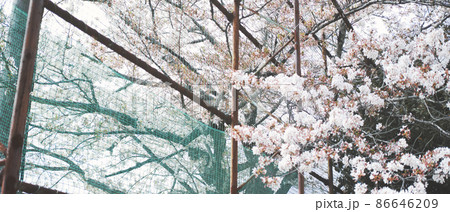 校庭の桜 入学式・卒業式 86646209