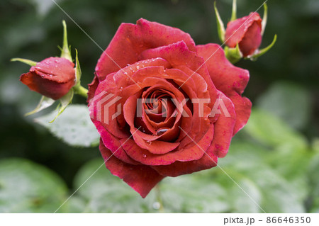 赤い薔薇 2 86646350