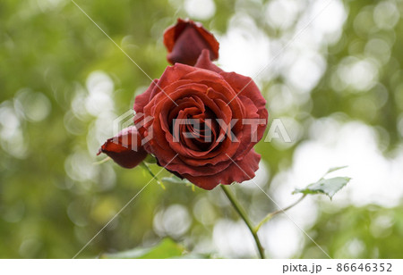 赤い薔薇 3 86646352