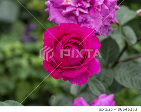 マゼンタ系の薔薇 1 86646353