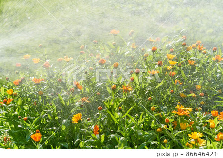Watering by rain flowers and plants with hose in home garden on sunny day Watering by rain flowers and plants with hose in home garden on sunny day 86646421