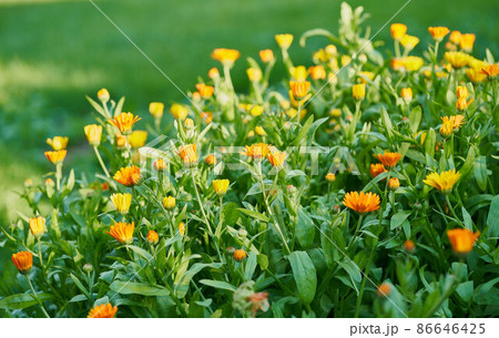 Flower bed with calendula flowers on sunny day Flower bed with calendula flowers on sunny day 86646425