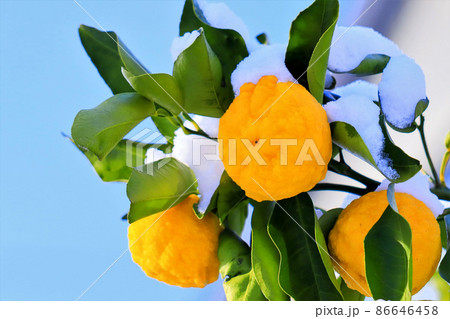 青空と雪と柚子の実 青空と雪と柚子の実 86646458