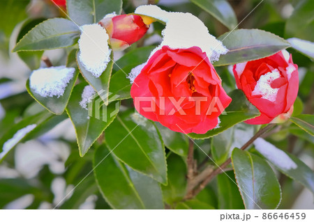 雪と山茶花 86646459