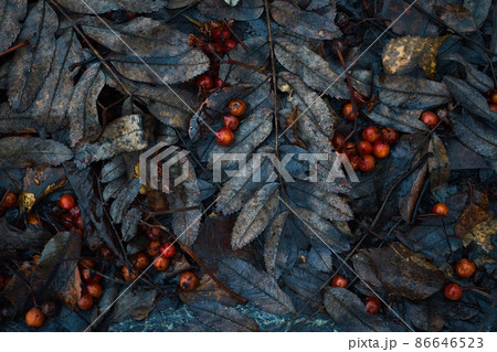 Autumn leaf pattern, Classic monochrome moody dark art floral photo 86646523