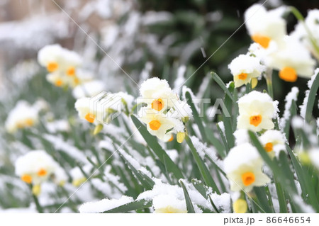 雪をかぶった日本水仙（ニホンズイセン） 86646654