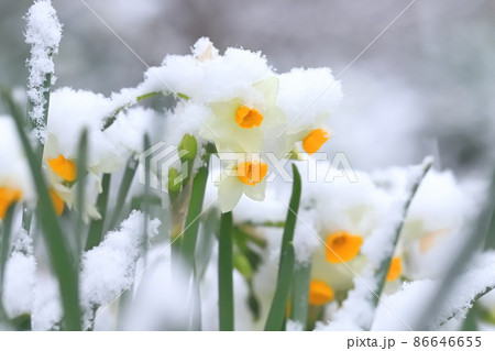 日本すいせん 雪白斑 ニホンスイセン斑入り 山野草